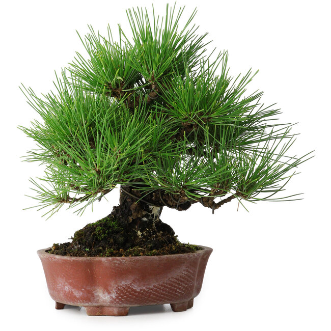 Pinus thunbergii, 23,5 cm, ± 20 ans, dans un pot japonais fait main par Shibakatsu