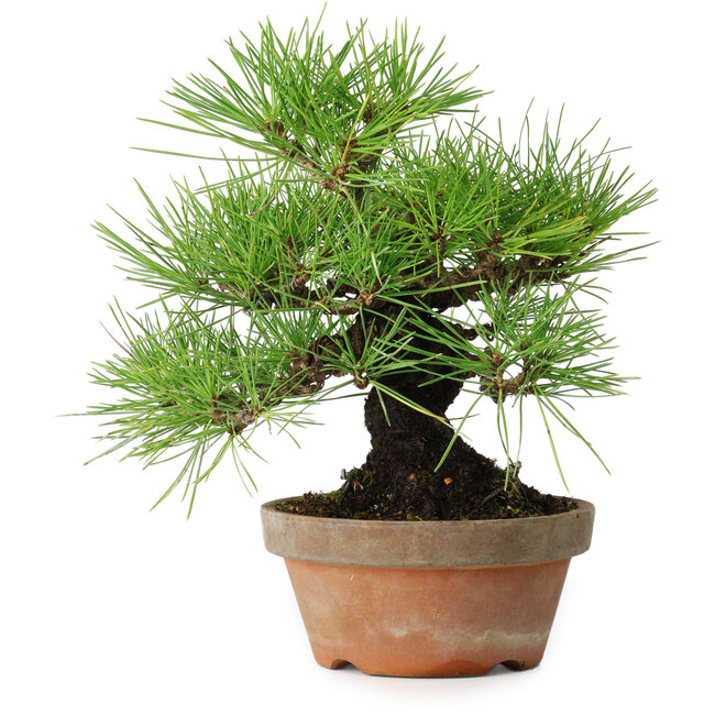 Pinus thunbergii, 25 cm, ± 20 jaar oud