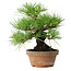 Pinus thunbergii, 25 cm, ± 20 años