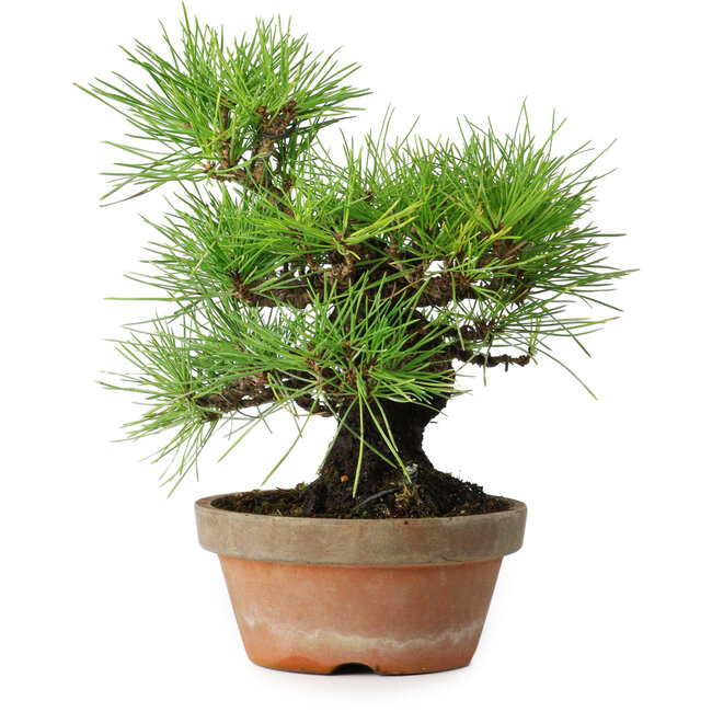 Pinus thunbergii, 25 cm, ± 20 Jahre alt