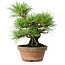 Pinus thunbergii, 25 cm, ± 20 jaar oud