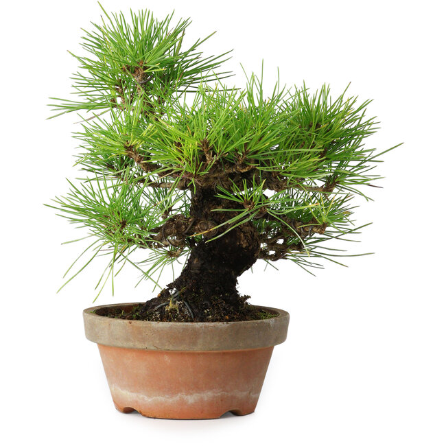 Pinus thunbergii, 25 cm, ± 20 Jahre alt
