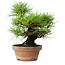 Pinus thunbergii, 25 cm, ± 20 ans