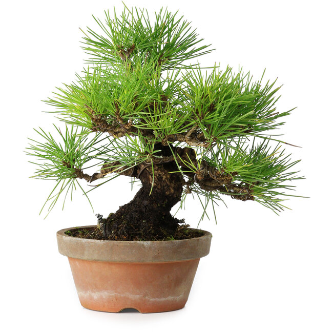 Pinus thunbergii, 25 cm, ± 20 Jahre alt