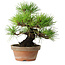 Pinus thunbergii, 25 cm, ± 20 jaar oud