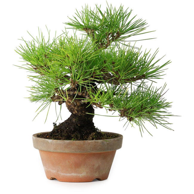 Pinus thunbergii, 25 cm, ± 20 jaar oud