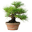 Pinus thunbergii, 25 cm, ± 20 jaar oud