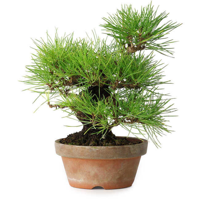 Pinus thunbergii, 25 cm, ± 20 jaar oud