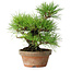 Pinus thunbergii, 25 cm, ± 20 jaar oud