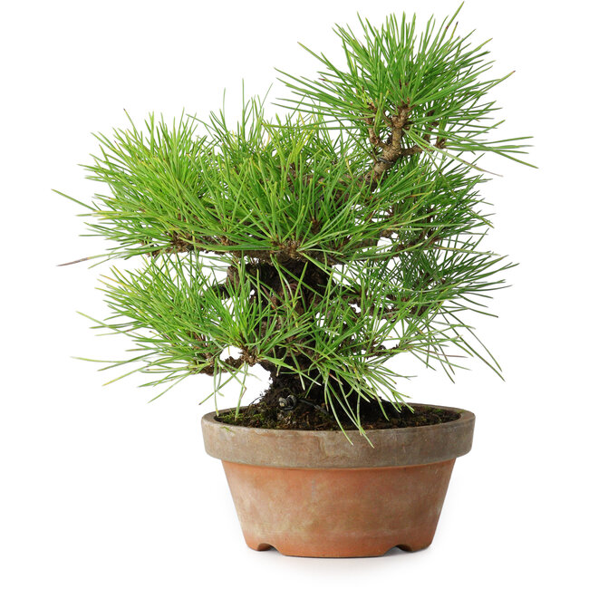 Pinus thunbergii, 25 cm, ± 20 jaar oud