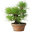 Pinus thunbergii, 25 cm, ± 20 jaar oud