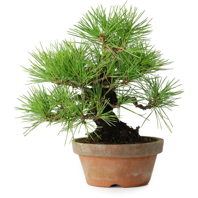 Pinus thunbergii, 25 cm, ± 20 ans