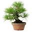 Pinus thunbergii, 25 cm, ± 20 jaar oud
