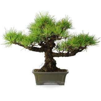 Pinus thunbergii, 29 cm, ± 20 jaar oud
