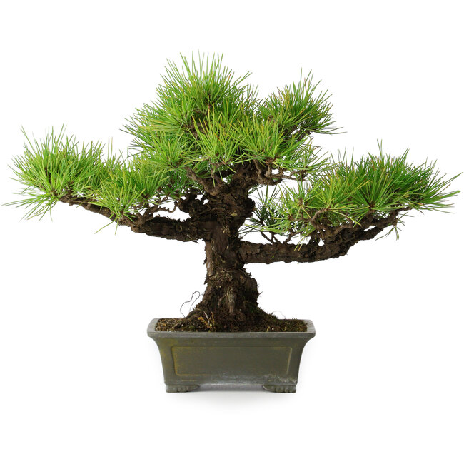 Pinus thunbergii, 29 cm, ± 20 jaar oud