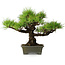 Pinus thunbergii, 29 cm, ± 20 jaar oud