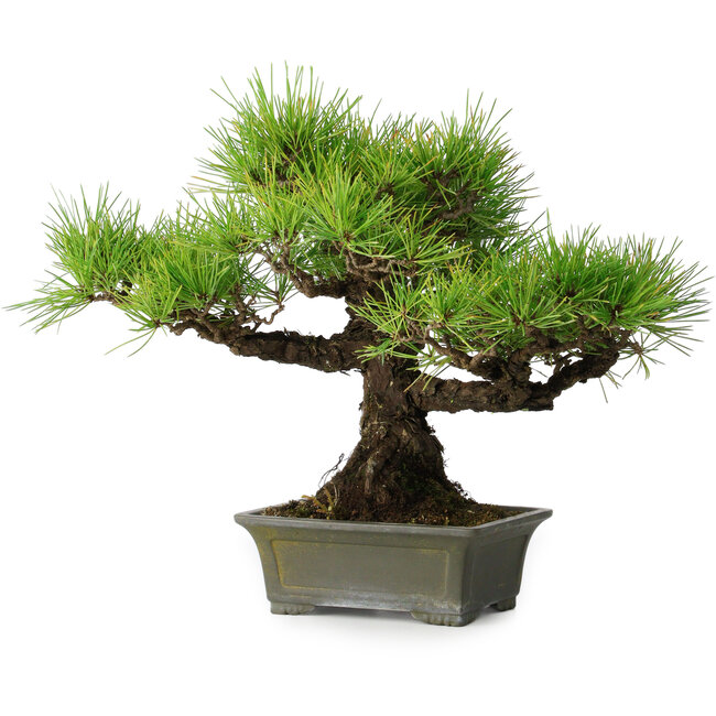 Pinus thunbergii, 29 cm, ± 20 jaar oud