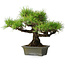 Pinus thunbergii, 29 cm, ± 20 ans