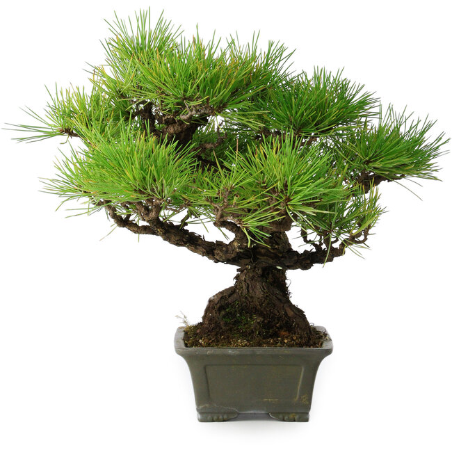 Pinus thunbergii, 29 cm, ± 20 jaar oud
