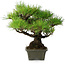 Pinus thunbergii, 29 cm, ± 20 jaar oud