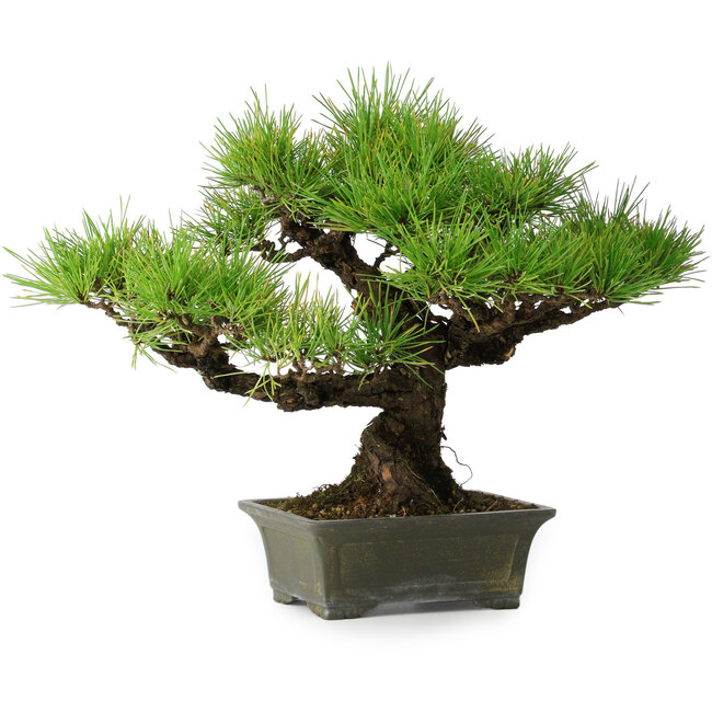 Pinus thunbergii, 29 cm, ± 20 ans