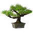Pinus thunbergii, 29 cm, ± 20 ans