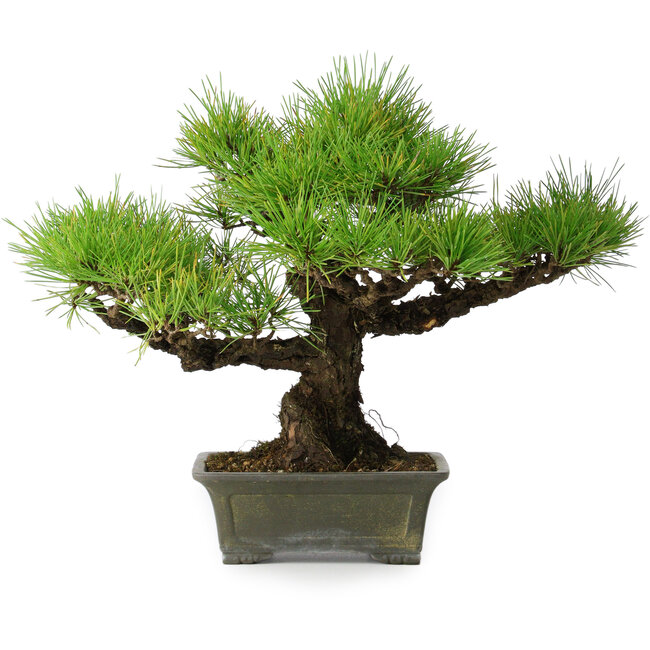 Pinus thunbergii, 29 cm, ± 20 ans
