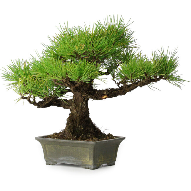 Pinus thunbergii, 29 cm, ± 20 Jahre alt
