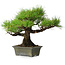 Pinus thunbergii, 29 cm, ± 20 jaar oud