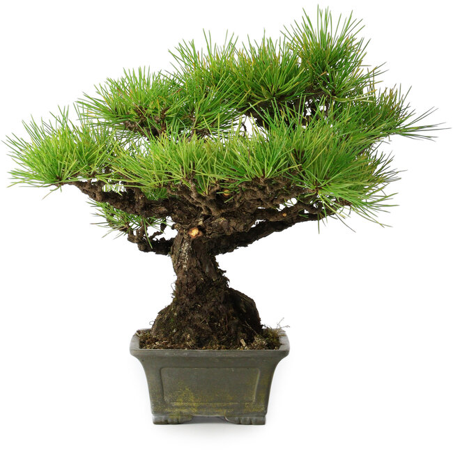 Pinus thunbergii, 29 cm, ± 20 ans