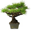 Pinus thunbergii, 29 cm, ± 20 jaar oud