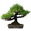 Pinus thunbergii, 32 cm, ± 20 jaar oud