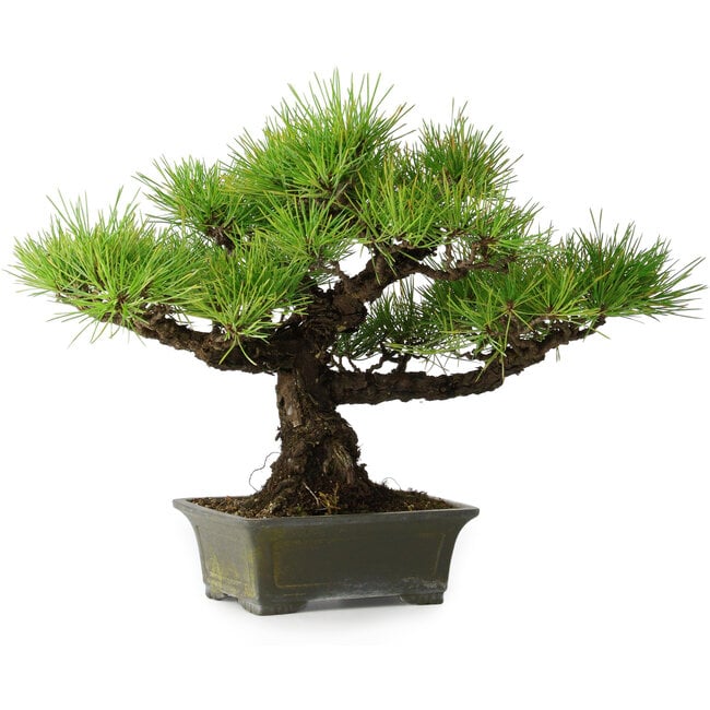 Pinus thunbergii, 29 cm, ± 20 ans