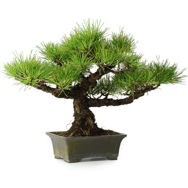Pinus thunbergii, 29 cm, ± 20 years old