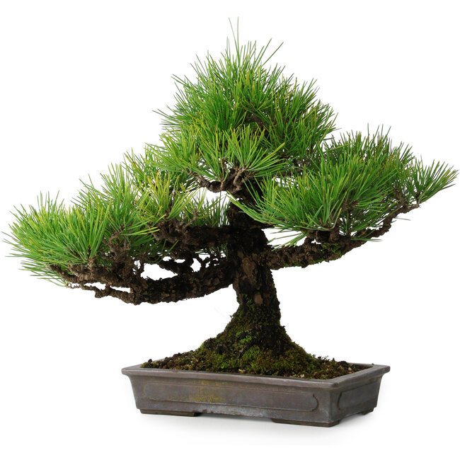 Pinus thunbergii, 32 cm, ± 20 years old