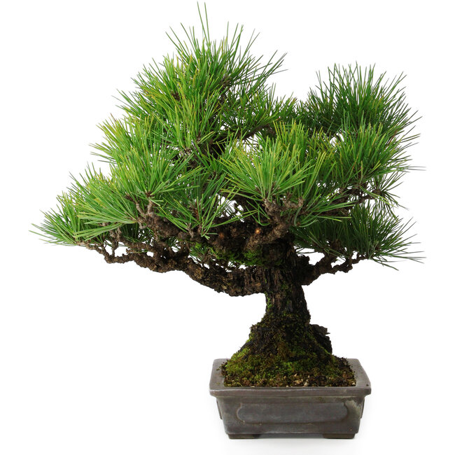 Pinus thunbergii, 32 cm, ± 20 anni