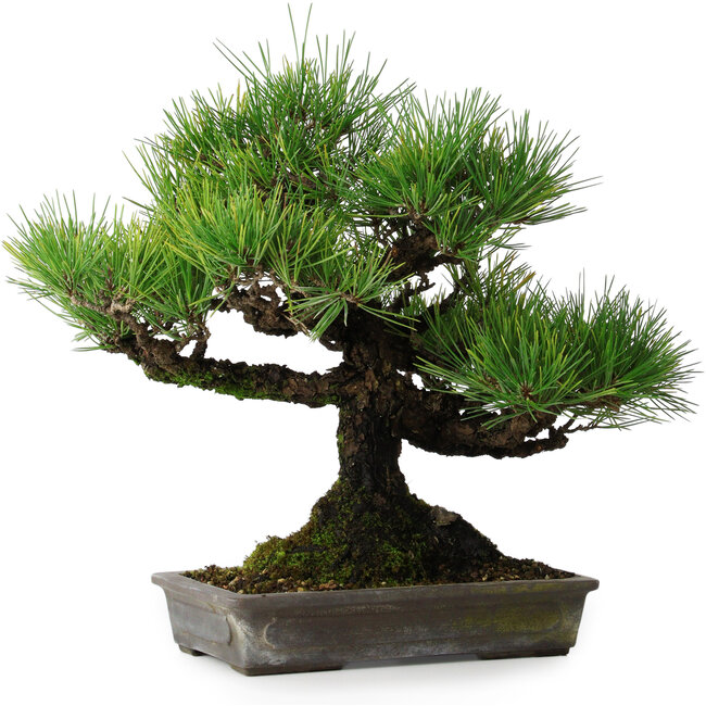 Pinus thunbergii, 32 cm, ± 20 jaar oud