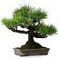 Pinus thunbergii, 32 cm, ± 20 jaar oud