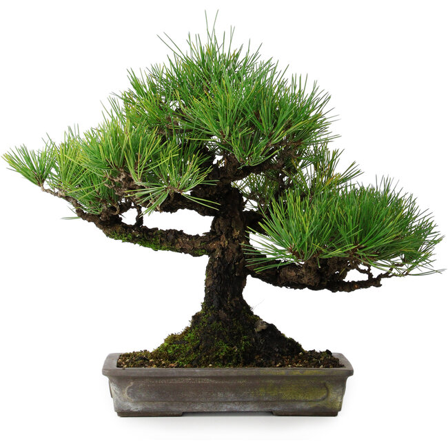 Pinus thunbergii, 32 cm, ± 20 años