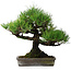 Pinus thunbergii, 32 cm, ± 20 jaar oud