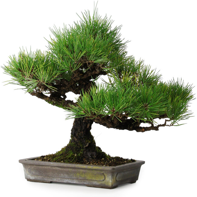 Pinus thunbergii, 32 cm, ± 20 anni