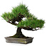 Pinus thunbergii, 32 cm, ± 20 jaar oud