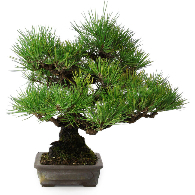 Pinus thunbergii, 32 cm, ± 20 anni