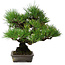 Pinus thunbergii, 32 cm, ± 20 jaar oud