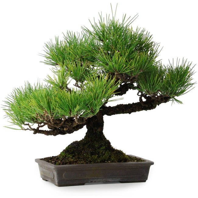 Pinus thunbergii, 32 cm, ± 20 anni