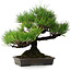 Pinus thunbergii, 32 cm, ± 20 jaar oud