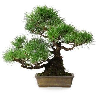 Pinus thunbergii, 34 cm, ± 20 jaar oud