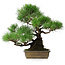 Pinus thunbergii, 34 cm, ± 20 jaar oud
