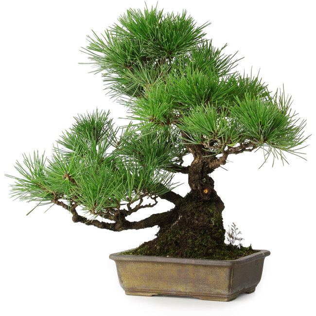 Pinus thunbergii, 34 cm, ± 20 anni