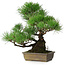 Pinus thunbergii, 34 cm, ± 20 jaar oud
